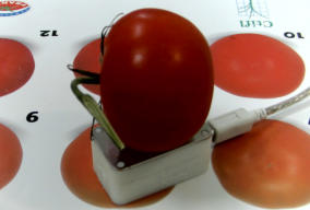 Agrosta roxanne colorimeter with tomato ctifl color chart